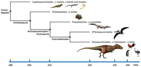 Evolutionary History of the Tayra