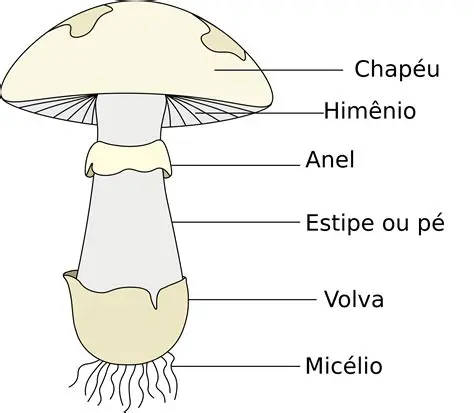 Examine a forma do cogumelo