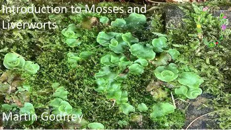 Examining the relationship between liver moss diversity and environmental factors