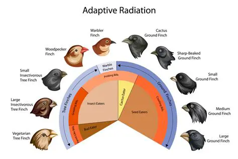 Examples of Adaptive Radiation