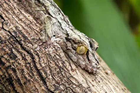 Examples of Animals that Use Camouflage