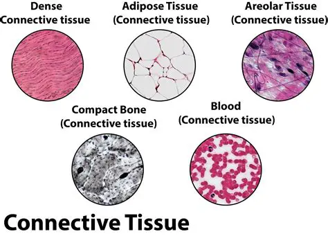 Examples of Connective Tissue