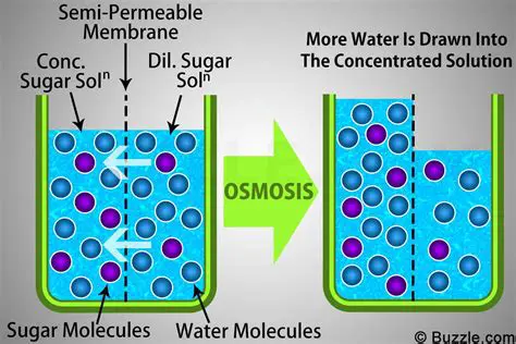 Examples of Osmosis in Nature