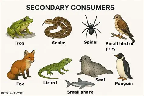 Examples of Secondary Consumers
