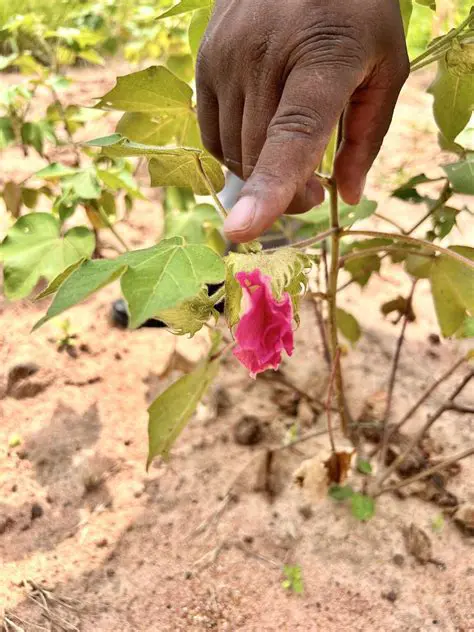 excellent for growing cotton