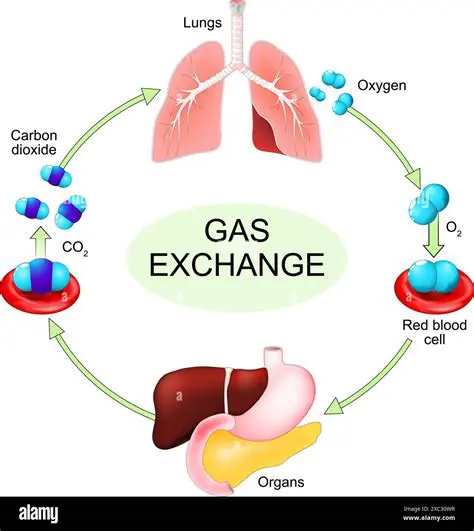 Exchange of Oxygen and Carbon Dioxide