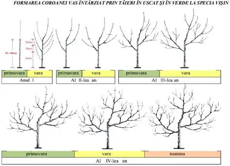 Exemple de Aplicare a Dau Coroanei