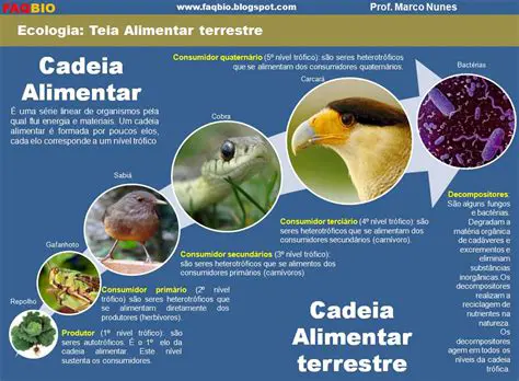 Exemplos de Cadeias Alimentares