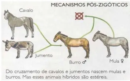 Exemplos de Isolamento Reprodutivo