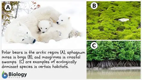 Existence of Dominant Species