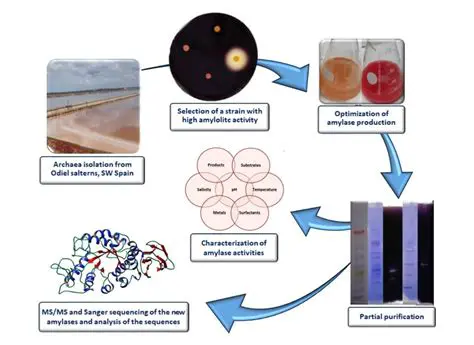 Extraction and Purification of Amylase Enzyme from Durian Seed Sprouts