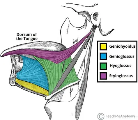 Extrinsic Muscles of the Tongue