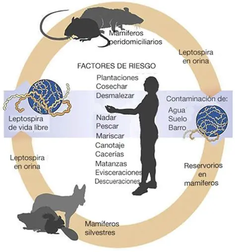 Factores que influyen en la forma del esqueleto