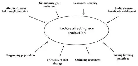 Factors Affecting Rice Needs