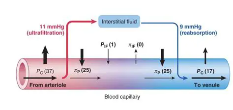 Factors Contributing to Bulk Flow