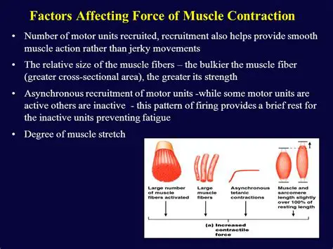 Factors Influencing Contractile Vacuole Contractions