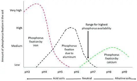 Factors that Influence the Availability of Phosphorus