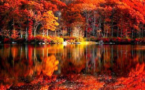 Features of Fall Colors Wallpaper