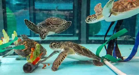 Features of Sea Turtle Aquarium