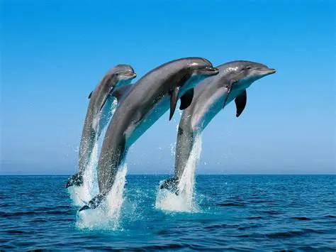 Features of the Free Dolphin Picture Screensaver