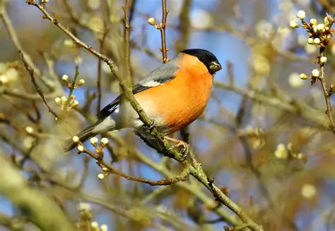 Features of the Northern Bullfinches Screensaver