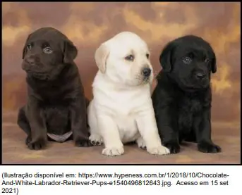 Filhotes com pelagem preta