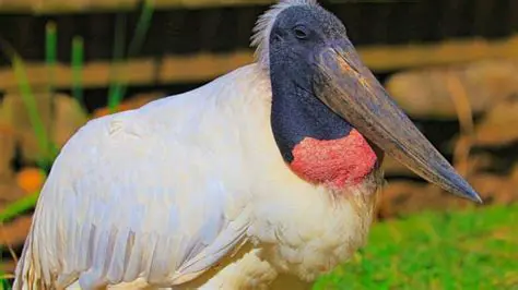 Fiquei impressionado com a grandiosidade e a beleza desses animais
