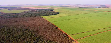 Florestamento e Reflorestamento