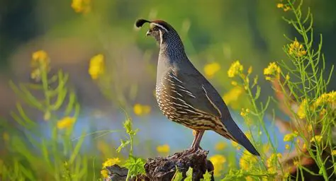 Forecasting Number of Quail Birds