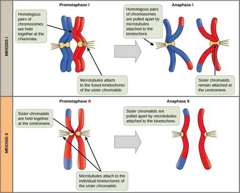 Formation of Homologous Pairs