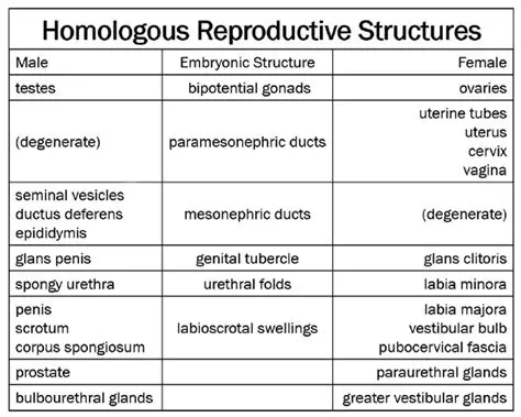 Formation of Homologous Structures