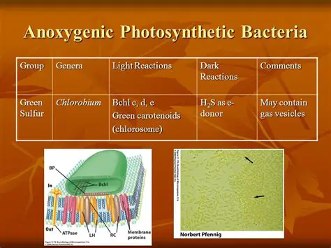 Frequently Asked Questions about Carotenoids in Phototrophic Bacteria