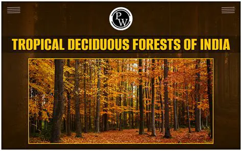 Frequently Asked Questions About Deciduous Forests