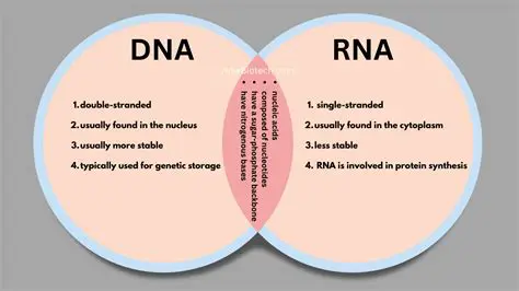 Frequently Asked Questions about DNA and mRNA Molecules