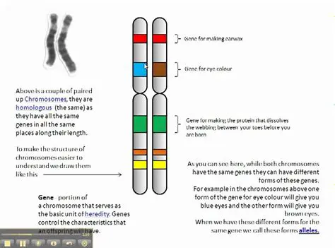 Frequently Asked Questions About Genes and Chromosomes