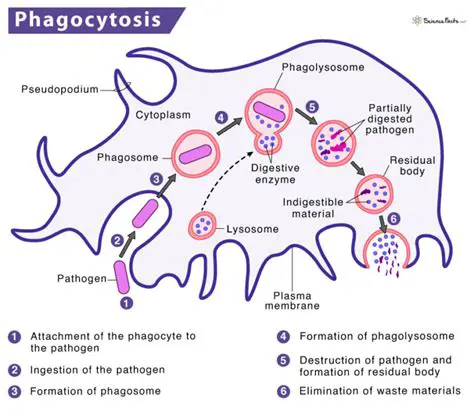 Frequently Asked Questions about Phagocytosis and Tissue Repair