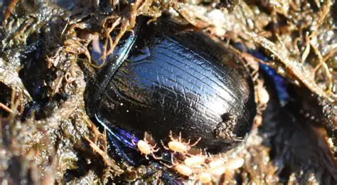 Frequently Asked Questions about Scapanes Beetles