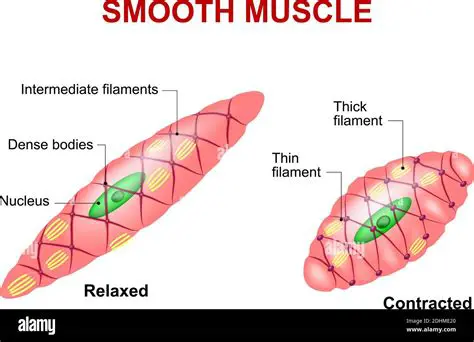 Frequently Asked Questions About Smooth Muscle