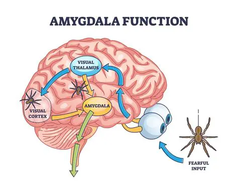Frequently Asked Questions About the Amygdala