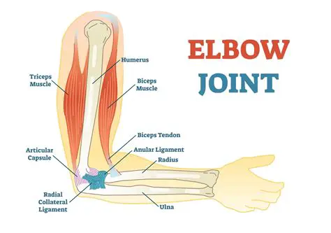 Frequently Asked Questions About the Bony Tip of the Elbow