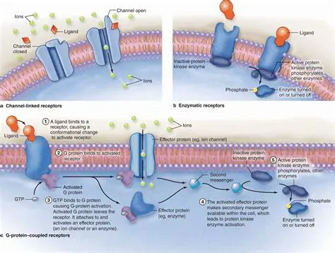 Functions of Cytoplasmic Proteins