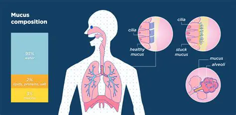 Functions of Mucus in the Respiratory System