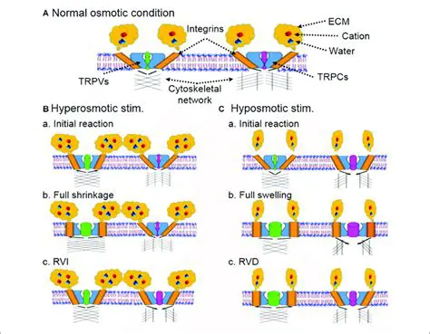 Functions of Osmoreceptors