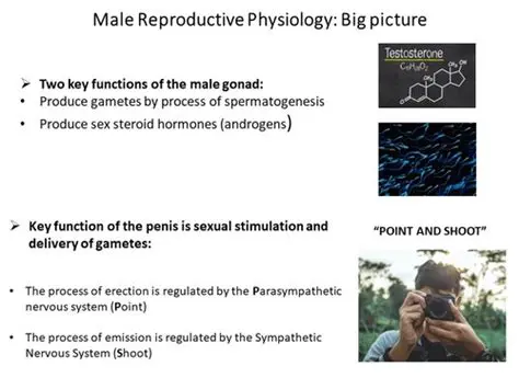 Functions of the Male Gonad