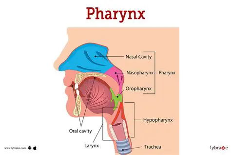 Functions of the Pharynx and Larynx