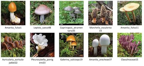 Fungi Species Identification