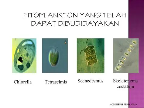 Fungsi Fungsional Phytoplankton dan Ganggang dalam Ekosistem Perairan
