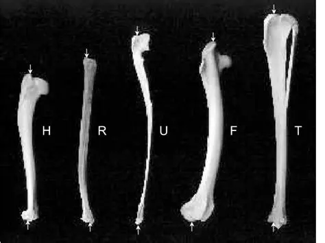 Further investigation of the relationship between long bone measurements and height