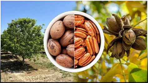 Gain practical experience in pecan cultivation