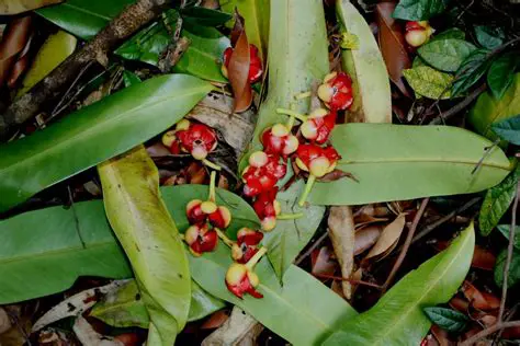 Garcinia Atroviridis Griff